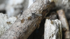 Paraparatrechina sakurae