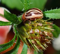 Calligrapha bidenticola