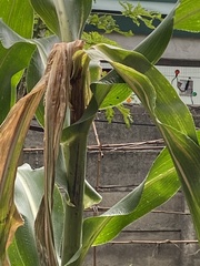 Zea mays