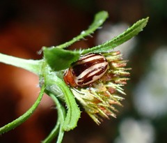 Calligrapha bidenticola