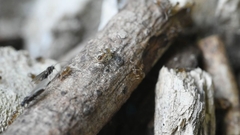 Paraparatrechina sakurae