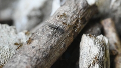 Paraparatrechina sakurae