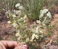 Dimorphocarpa candicans