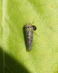 Colladonus geminatus