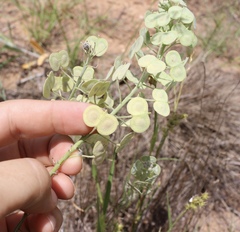 Dimorphocarpa candicans