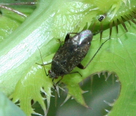 Plant bug