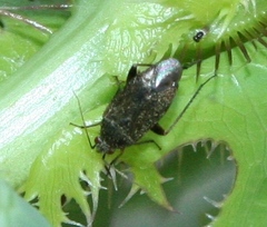 Lepidargyrus ancorifer