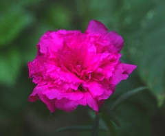 Dianthus caryophyllus