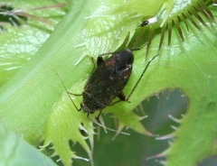 Lepidargyrus ancorifer