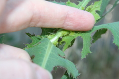 Lepidargyrus ancorifer