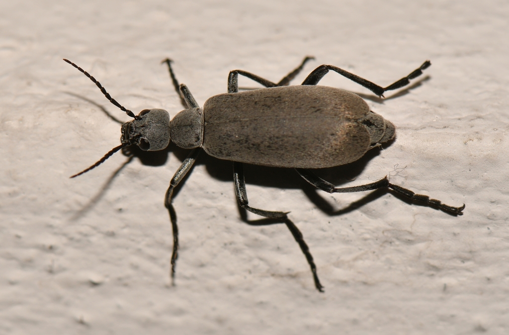 Epicauta obesa