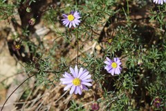 Brachyscome multifida dilatata