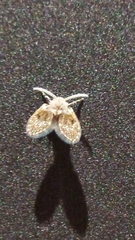 Psychodinae