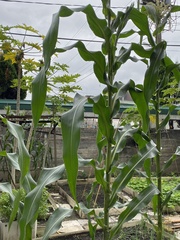 Zea mays