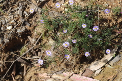 Brachyscome multifida dilatata