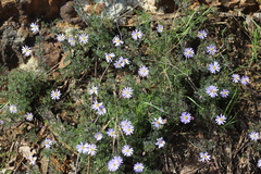 Brachyscome multifida dilatata