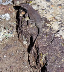 Liolaemus petrophilus