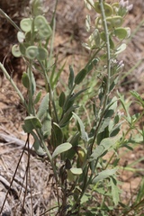 Dimorphocarpa candicans