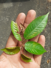 Ulmus mexicana