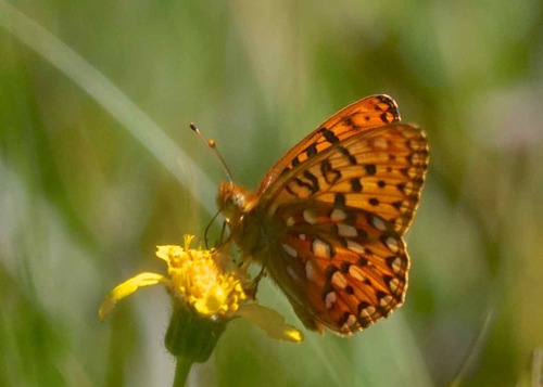 iNaturalist observation photo of Fritillaries