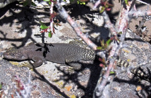 Liolaemus petrophilus