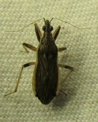 Himacerus major