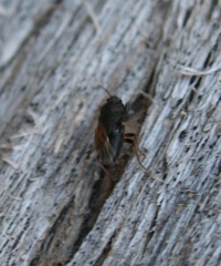 Megalonotus sabulicola