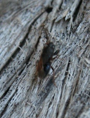 Megalonotus sabulicola