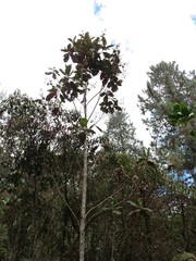 Ladenbergia macrocarpa