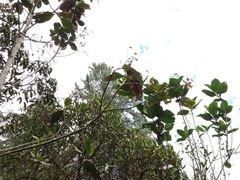 Ladenbergia macrocarpa