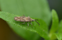 Teleonemia scrupulosa