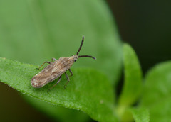 Teleonemia scrupulosa