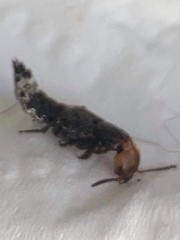 Dinothenarus capitatus