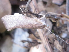 Ypsolopha parallela