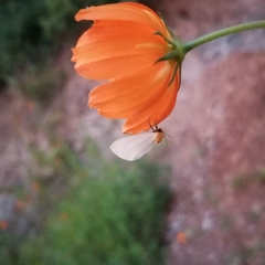 Chrysoecia thoracica