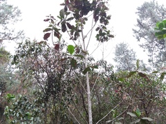 Ladenbergia macrocarpa