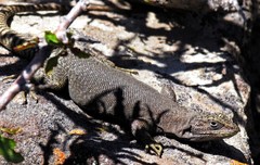 Liolaemus petrophilus