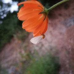 Chrysoecia thoracica