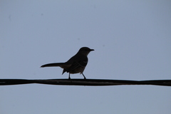 Mimus polyglottos