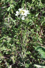 Erysimum franciscanum