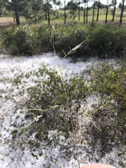 Polygonella gracilis