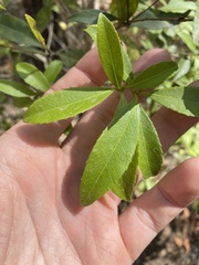 Denhamia celastroides