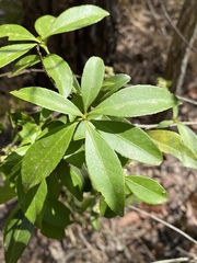 Denhamia celastroides