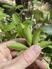 Denhamia celastroides
