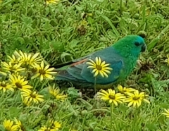 Psephotus haematonotus