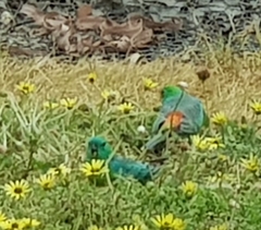 Psephotus haematonotus