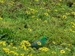 Psephotus haematonotus