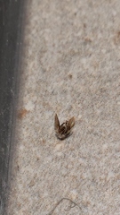 Psychodinae