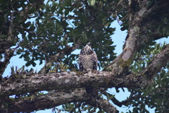 Polyboroides radiatus