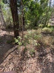 Denhamia celastroides